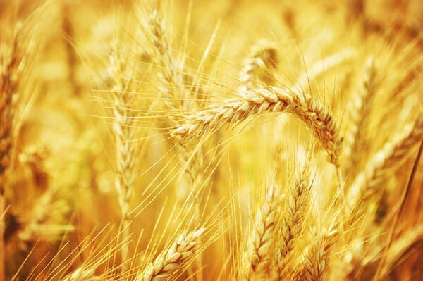 golden-wheat-field.full (1)