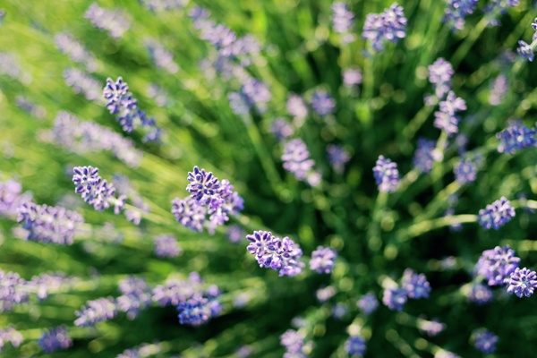 lavender-field.full