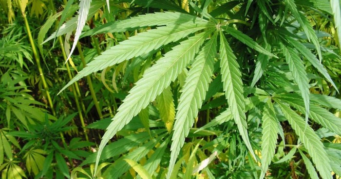 Как и чем пропитать коноплю высокие растения марихуаны