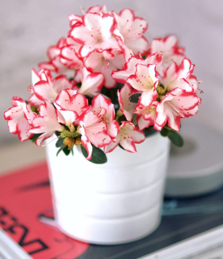 azalea-in-a-white-pot-Фото автора Kaboompics com Pexels