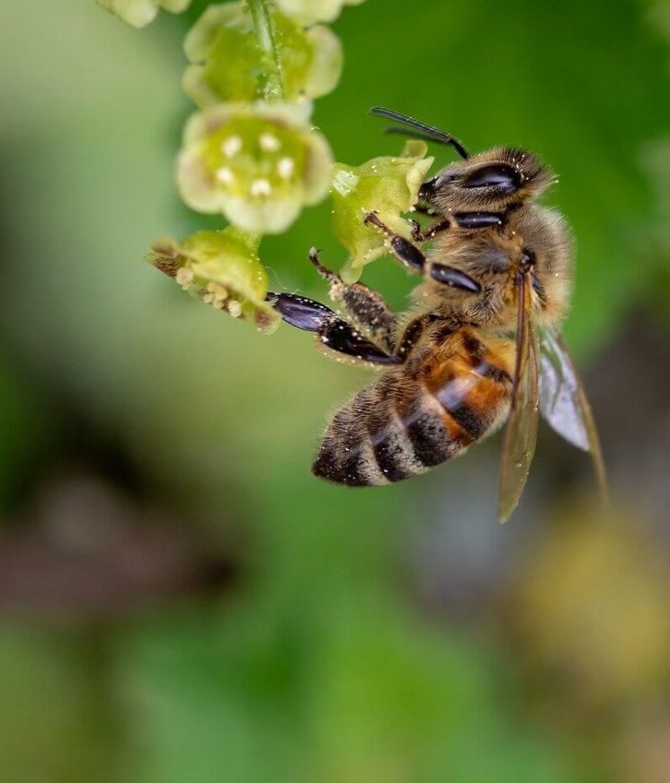 пчелы для опыления bee-Изображение Myriam Zilles с сайта Pixabay