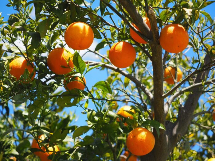 Апельсины Изображение Hans Braxmeier с сайта Pixabay