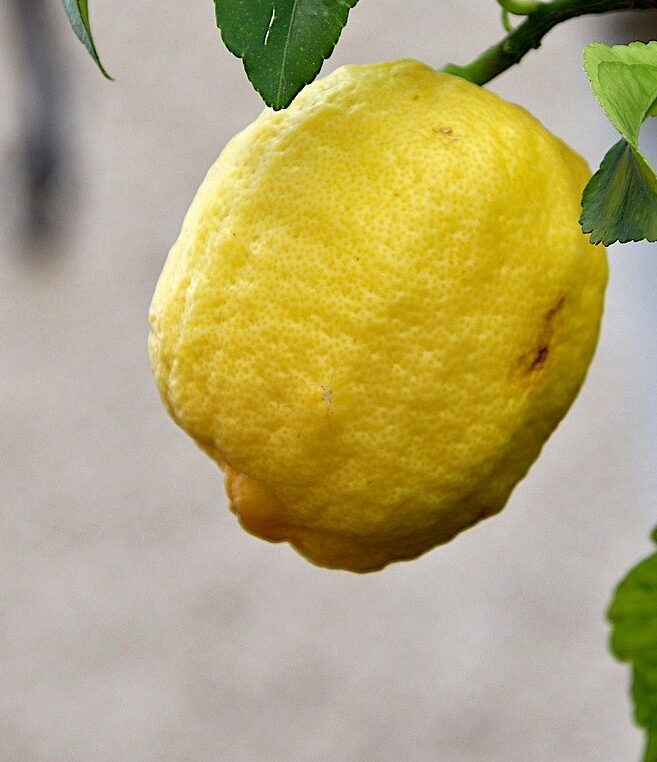 Лимон Изображение Jacques GAIMARD с сайта Pixabay