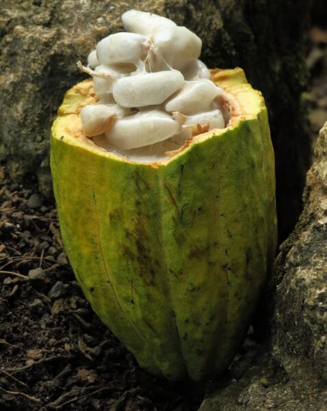 какао бобы история шоколада и какао Изображение H. Hach с сайта Pixabay