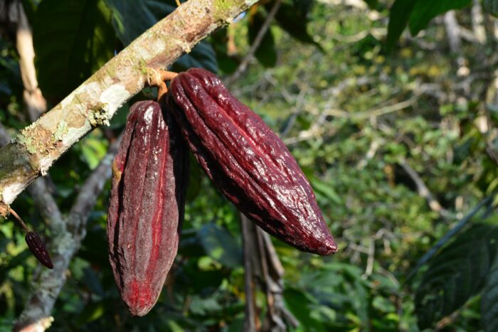 плоды какао элитные Изображение Daniel Cifuentes с сайта Pixabay