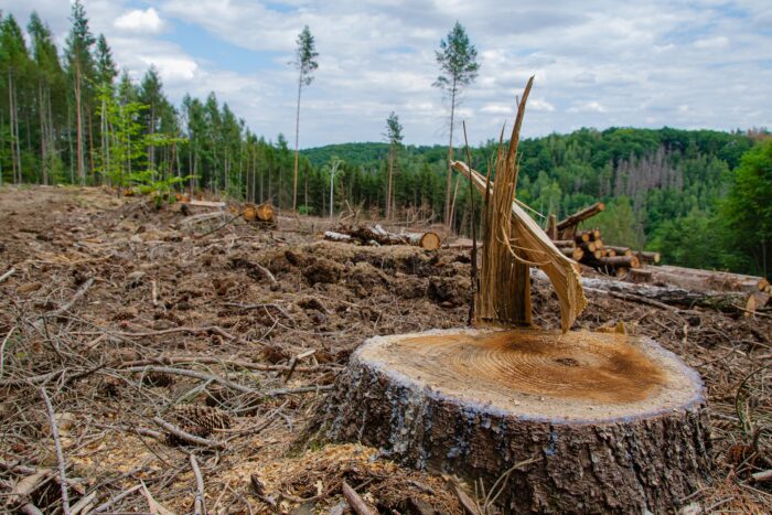 обезлесение вырубка лесов